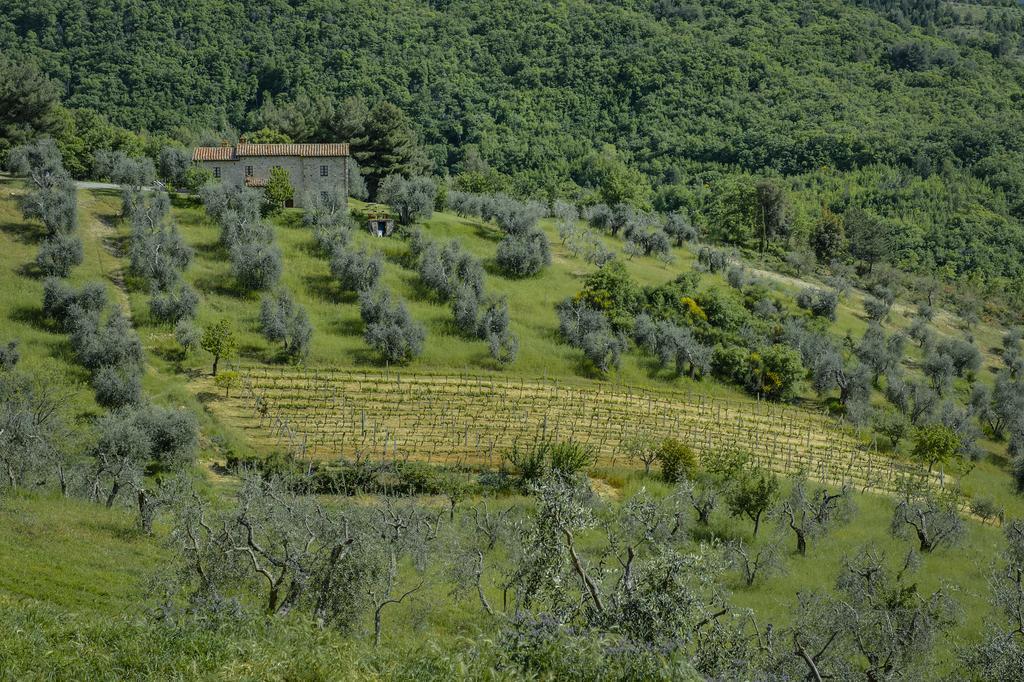 Agriturismo Bindozzino Кастильоне-д'Орчия Экстерьер фото